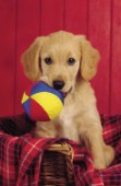 Dog with ball (A115)