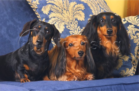 Three dogs A280