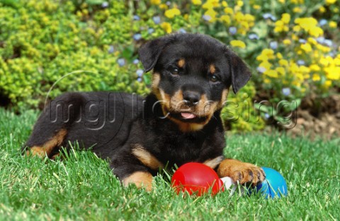 Rottweiler puppy and toy A287