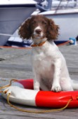 Lifeboat dog (DP116)