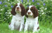 Two dogs in garden (DP142)