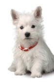 West Highland puppy (DP162)