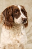 Brown and white dog (DP246)