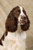 Brown and white dog portrait (DP248)
