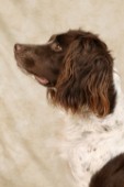 Brown and white dog side on (DP252)