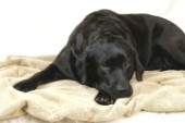 Black Labrador on towel (DP267)