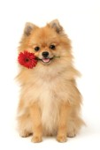 Dog with flower (DP409)