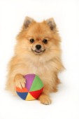 Pomeranian and ball (DP412)