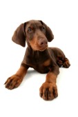 Doberman puppy (DP439)