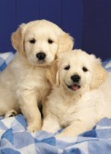 Two puppies (DP446)
