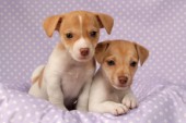 Jack Russell puppies (DP477)