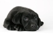 Black Labrador (DP495)