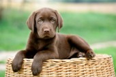Labrador on basket (DP599)