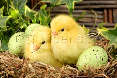Chicks in nest EA520