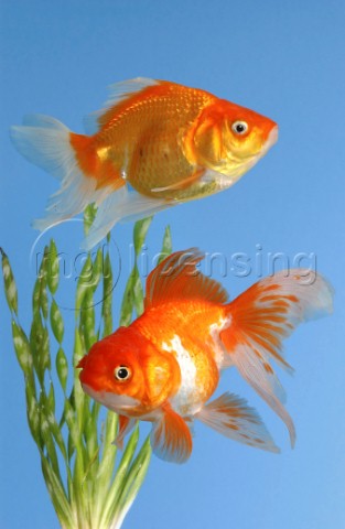 Two fish FS101
