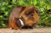 Guinea pig and baby (GP102)
