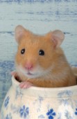 Hamster in pot (HA103)