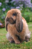 Brown Easter bunny (EA155)