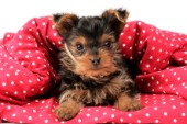 Scruffy puppy on blanket (DP641)