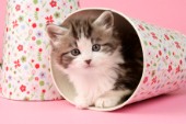 Kitten in mug (CK438)