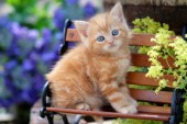 Ginger kitten (CK421)