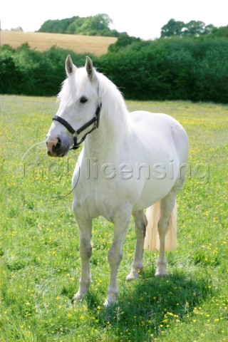 White horse H133