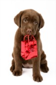 Puppy with bag (DP660)