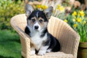 Pup in chair (DP665)