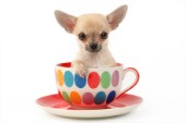 Chihuahua in cup (DP684)
