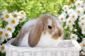 Bunny in white basket (EA548)