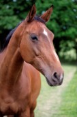 Tan horse portrait (H134)