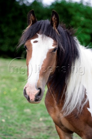 White and tan horse portrait H135