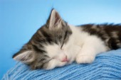 Sleeping kitten on blue wool (CK464)