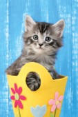 Kitten in yellow felt basket (CK466)