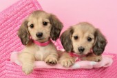 Two puppies in pink basket (DP702)