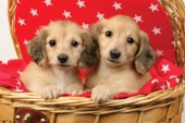 Puppies on red and white star pattern  (DP704)