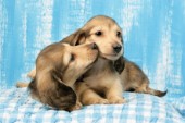 Two puppies on gingham quilt (DP706A)