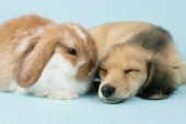 Bunny and puppy (DP715)