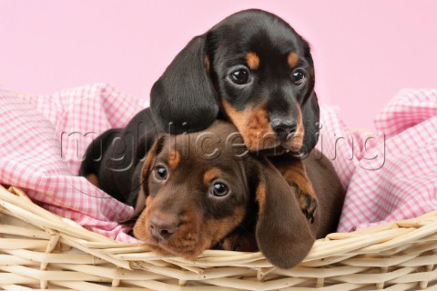 Puppies cuddling in basket DP717