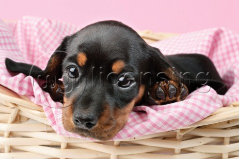 Puppy in pink gingham DP719