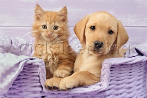 Puppy and kitten in lilac basket DP721