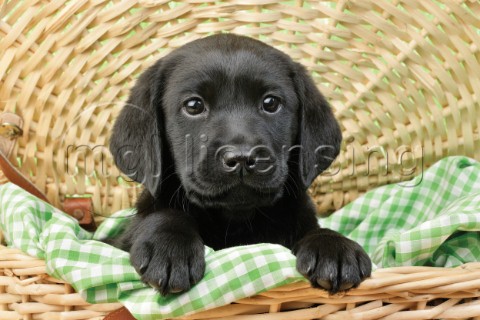 Black Labrador puppy in basket DP722