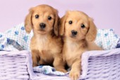 Two puppies in lilac basket (DP726)