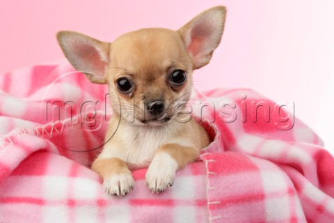 Chihuahua in pink tartan DP730