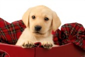 Labrador pup in red tartan (DP732)