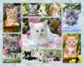 Cute kitten multipicture