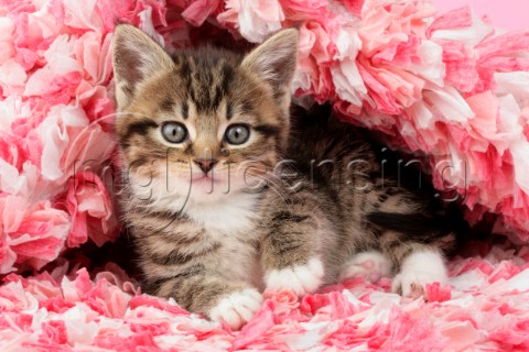 Kitten in pink CK471