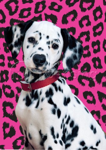 Dalmation with leopard print