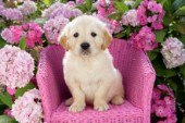 Pup on Pink Chair DP782