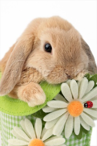 Bunny in Daisy Bag EA556